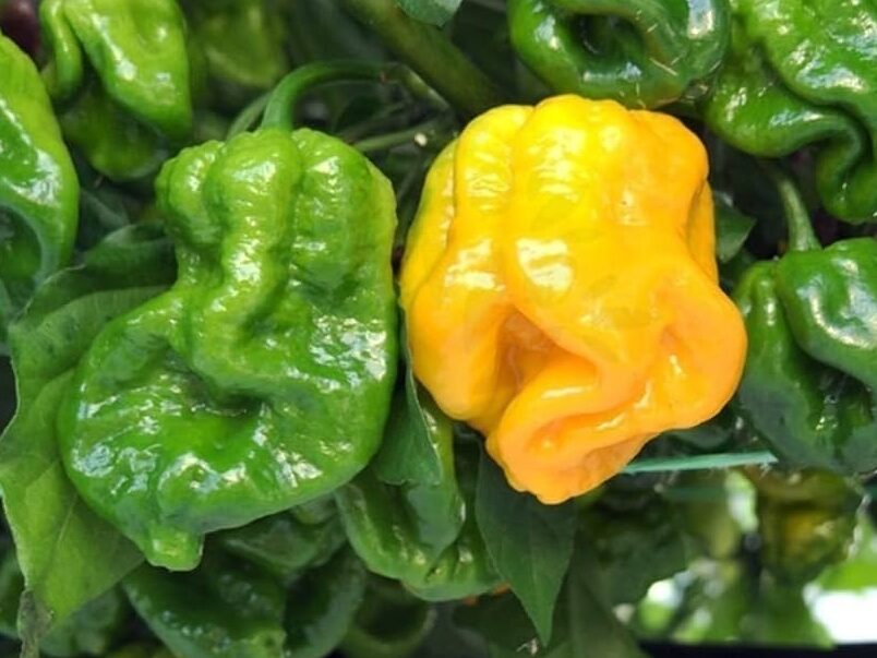 7 pimientos picantes en olla 7 pimientos picantes en olla