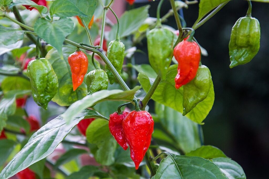 Ghost Peppers: todo sobre Bhut Jolokia ghost peppers todo sobre bhut jolokia