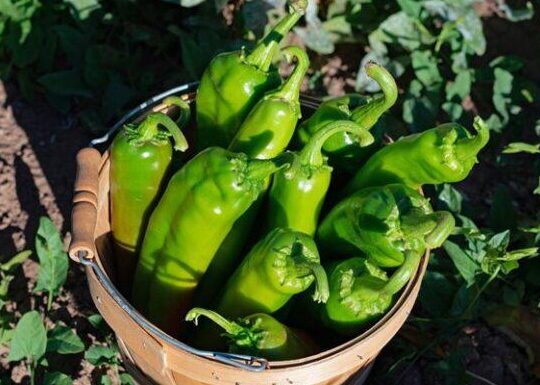 Hatch Green Chile: Historia, Sabores y Usos hatch green chile historia sabores y usos