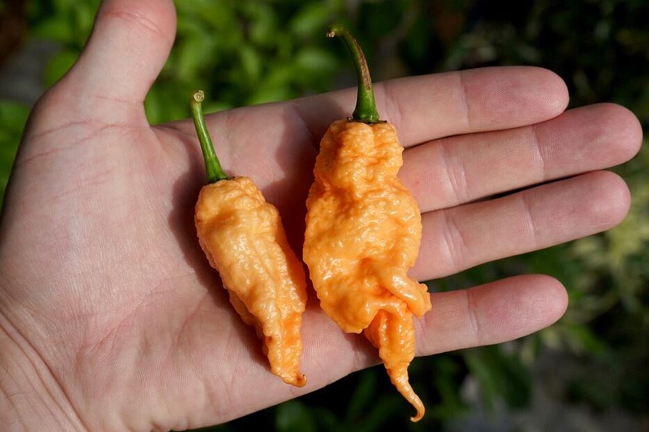 Jay's Peach Ghost Scorpion Peppers (JPGS) – ¿Quién es Jay? jays peach ghost scorpion peppers jpgs quien es jay