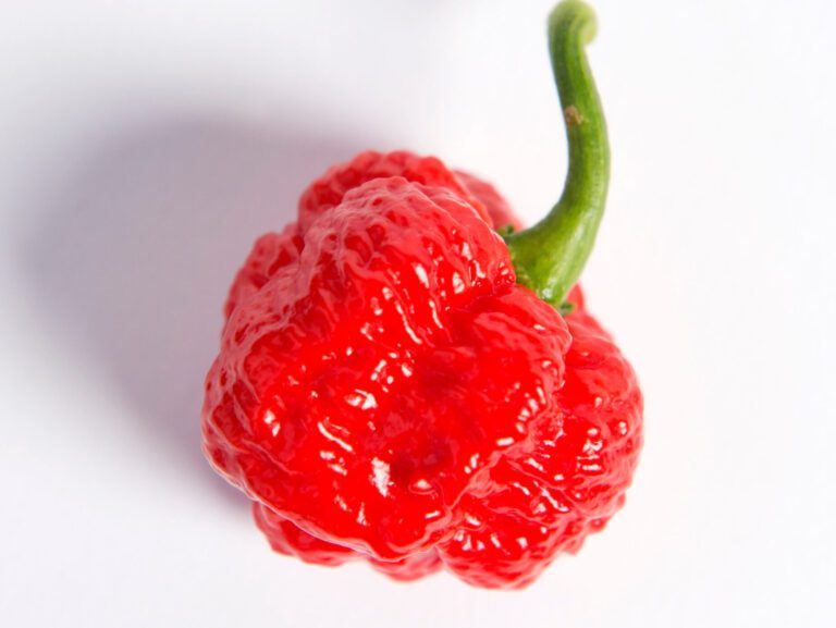 los pimientos mas picantes del mundo