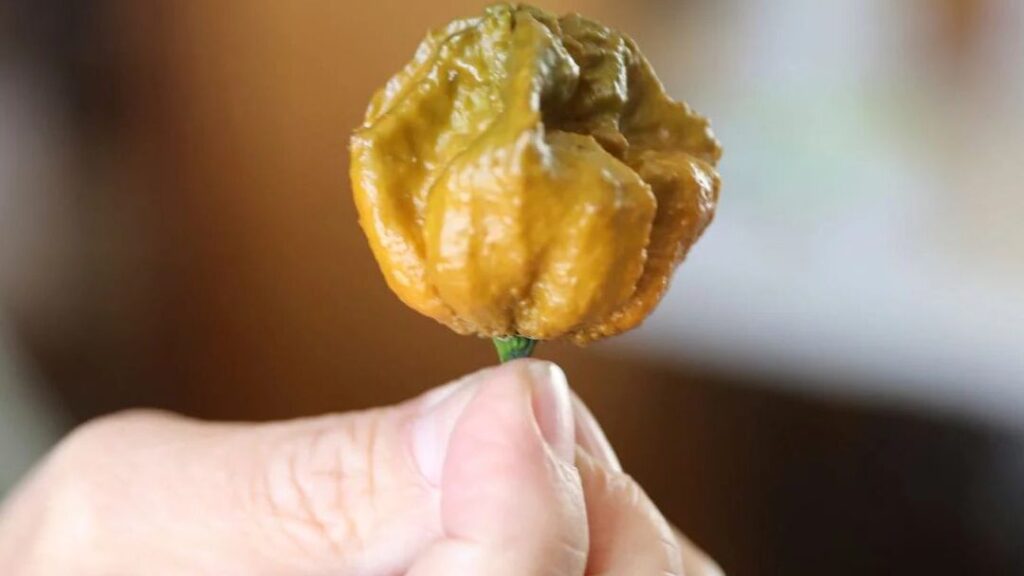 Pepper X: un nuevo récord mundial de pimiento picante pepper x un nuevo record mundial de pimiento picante