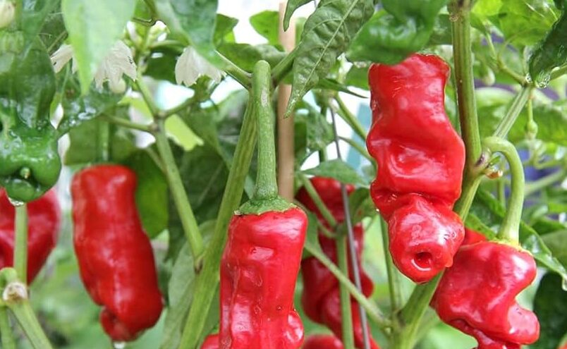 peter pepper una variedad de pimiento de forma