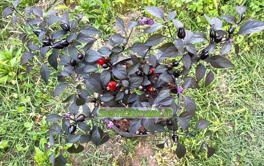 Pimenta da Neyde Peppers – La belleza negra de los pimientos pimenta da neyde peppers la belleza negra de los pimientos