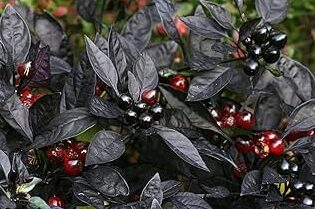 Pimienta negra perla: una gran variedad ornamental pimienta negra perla una gran variedad ornamental