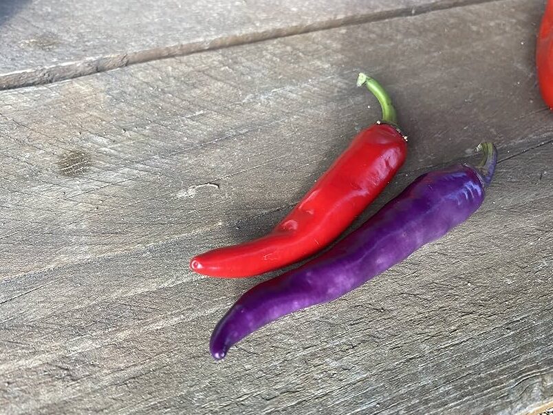pimientos buena mulata la cayena heirloom purpura