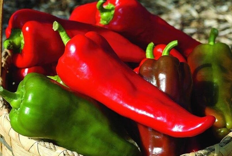 pimientos carmen pimiento dulce corno di toro
