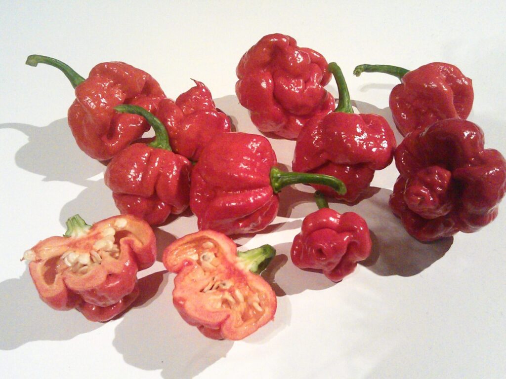 Pimientos Escorpión Trinidad Moruga pimientos escorpion trinidad moruga