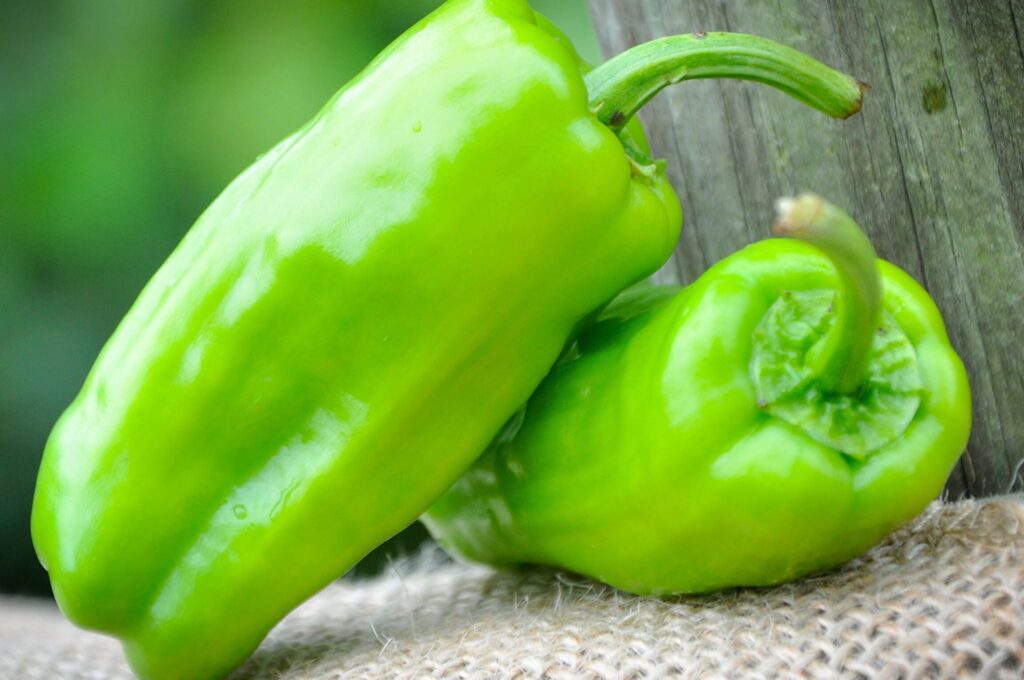 Pimientos Friggitello: el dulce peperoncino italiano pimientos friggitello el dulce peperoncino italiano