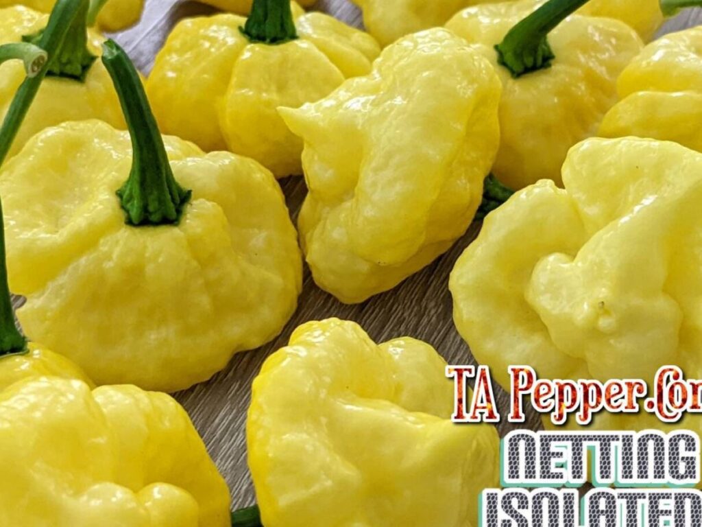 pimientos khang starr lemon starrburst ksls