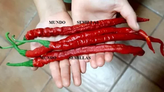pimientos rayados sugar rush el baccatum rayado