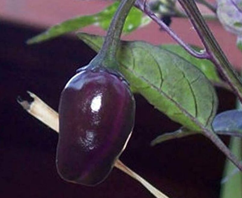 pimientos reaper morados