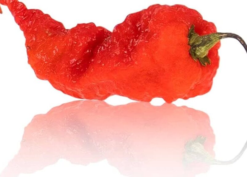 Primotalii Peppers: ¿más picantes que el Carolina Reaper? primotalii peppers mas picantes que el carolina reaper