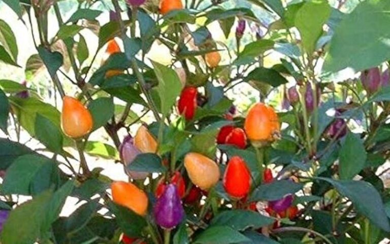 variedades de pimientos ornamentales 5 hermosos pimientos