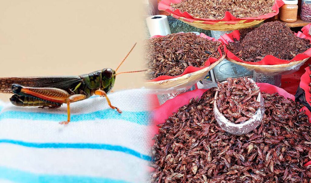 Descubre la deliciosa tradición de los chapulines mexicanos: ¿cómo comerlos y por qué deberías probarlos? descubre la deliciosa tradicion de los chapulines mexicanos como comerlos y por que deberias probarlos