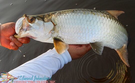descubre la experiencia unica de pesca en tarpon cay lodge mexico un paraiso para los amantes de la pesca