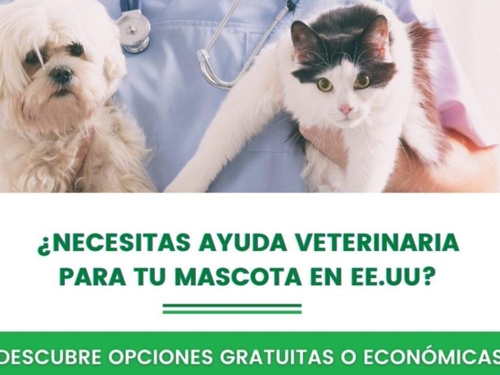 Atención veterinaria en un solo click: descubre cómo obtener ayuda profesional para tus mascotas en México atencion veterinaria en un solo click descubre como obtener ayuda profesional para tus mascotas en mexico