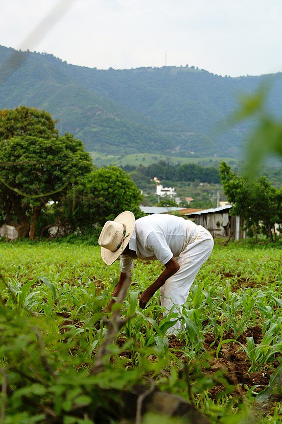Descubre cómo la agronomía en línea está revolucionando la forma en que se cultiva en México descubre como la agronomia en linea esta revolucionando la forma en que se cultiva en
