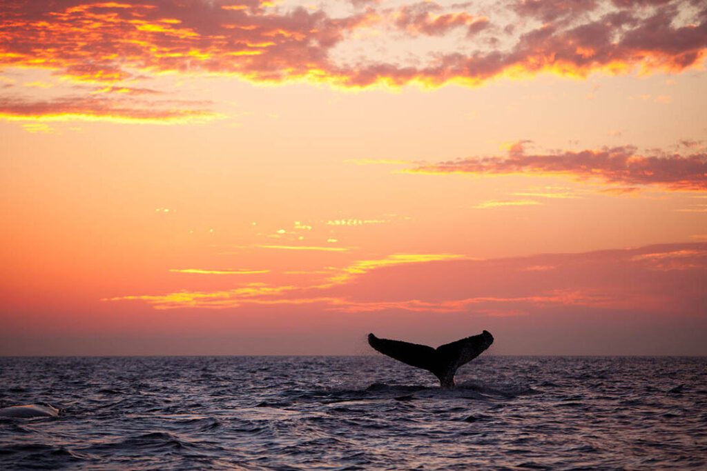 disfruta de los espectaculares atardeceres en sunset beach mexico florida el destino perfecto para relajarse y disfrutar de la belleza natural