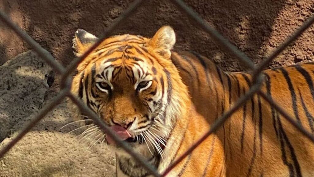 La impactante verdad sobre la presencia de tigres en México: ¿Qué no te han contado? la impactante verdad sobre la presencia de tigres en mexico que no te han contado