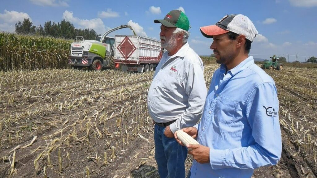 descubre la ensiladora de maiz mas innovadora en mexico y ahorra tiempo y dinero en tus cultivos