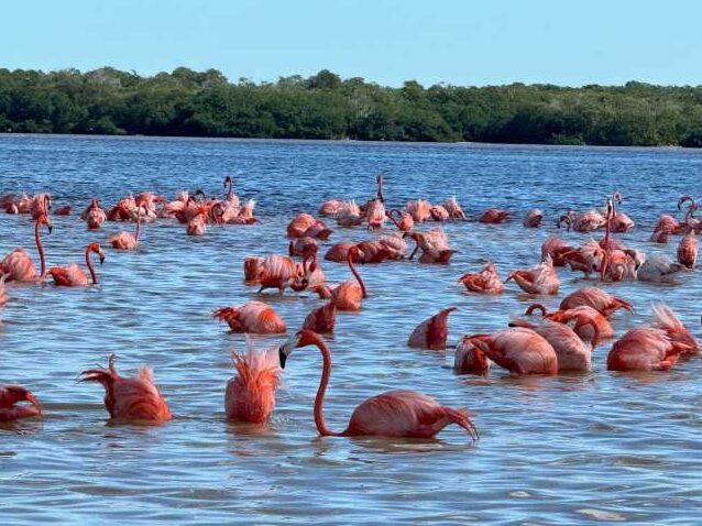 Discover the Hidden Gem: Celestun Mexico Real Estate - Your Guide to Owning a Piece of Paradise discover the hidden gem celestun mexico real estate your guide to owning a piece of paradise