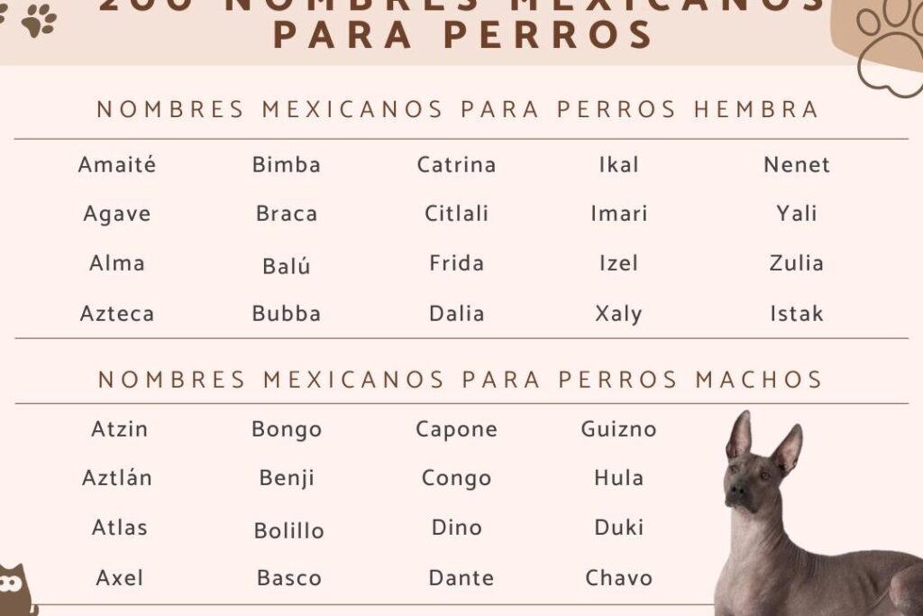 Los 10 nombres más adorables para perritas mexicanas que te robarán el corazón los 10 nombres mas adorables para perritas mexicanas que te robaran el corazon